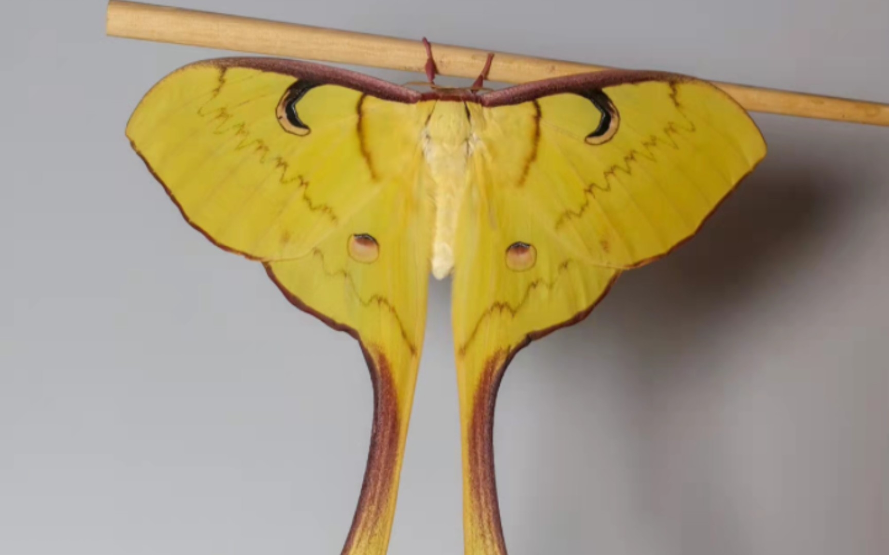 大尾天蚕蛾♀羽化