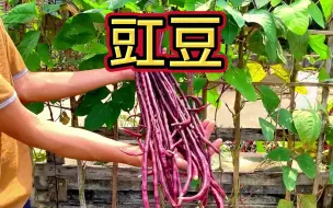 Download Video: 如何在65天内，搁家种出王后豇豆？#新农人计划2023 #种植小技巧