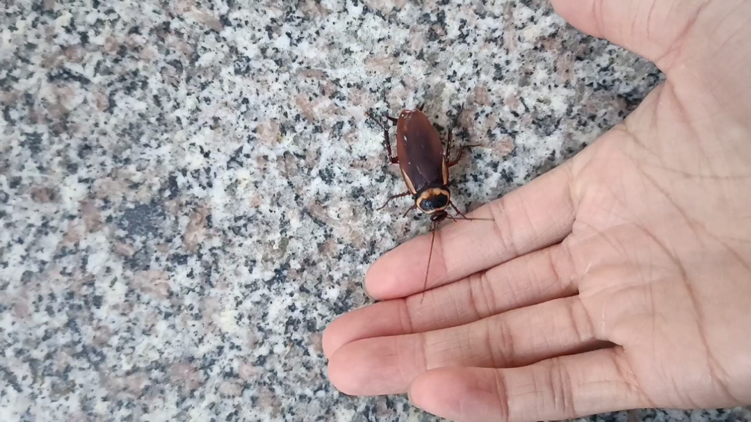 这手还能要吧? #南方蟑螂