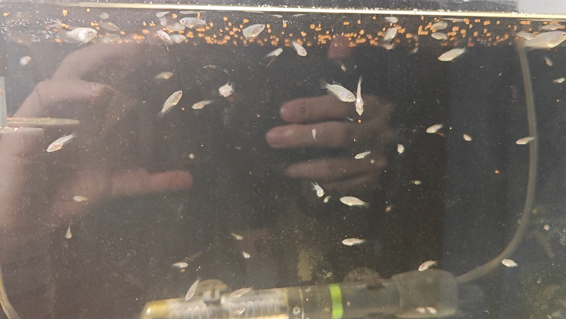 斗鱼苗子第三十九天