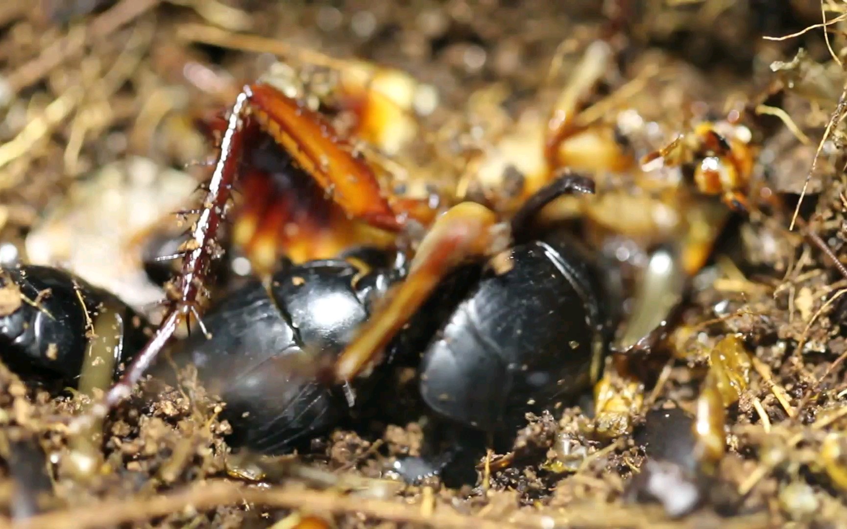 巨大的黑阎甲啃噬大蟑螂美洲大蠊