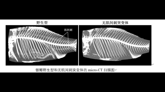 没有刺儿的喜头鱼出来了!这又是吃货们的福分!伴随水产科研的推进,将来更多鱼的品种是没有刺的!哔哩哔哩bilibili