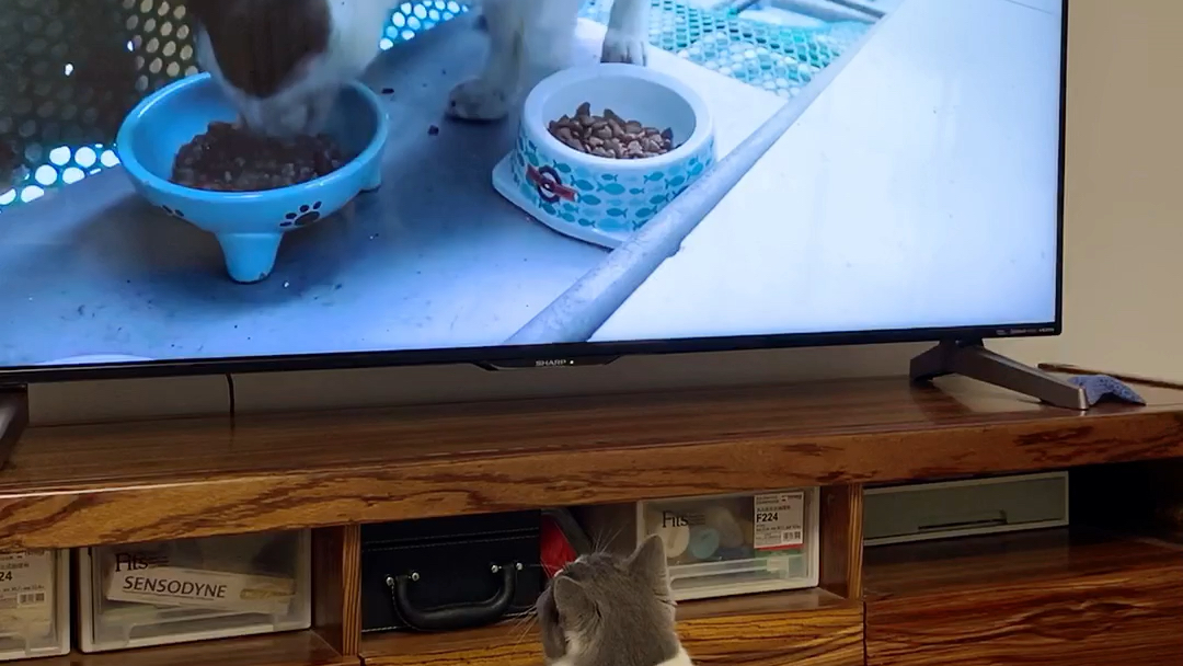 小猫咪追剧—土猫派