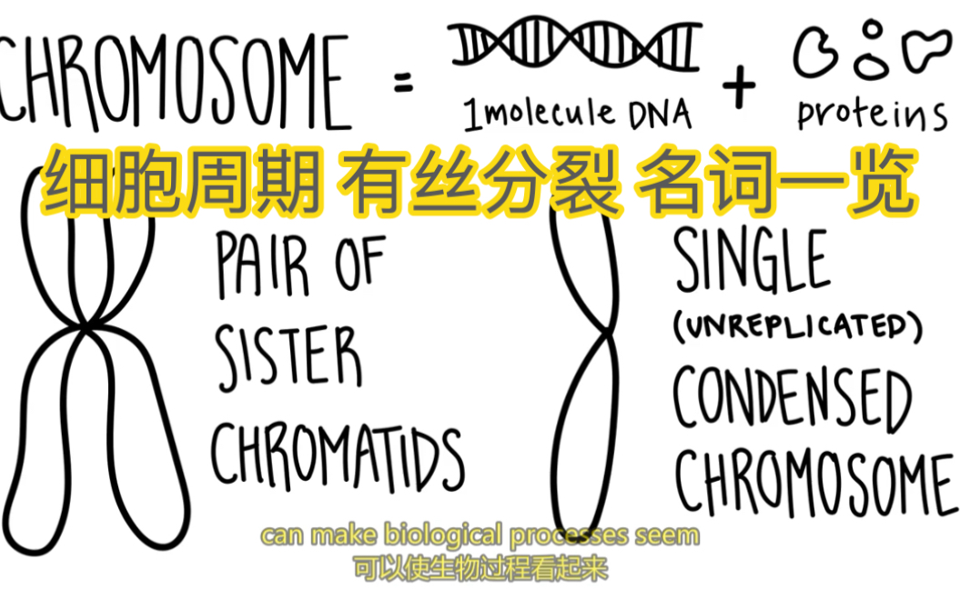 【六分钟】细胞周期 有丝分裂 名词一览哔哩哔哩bilibili