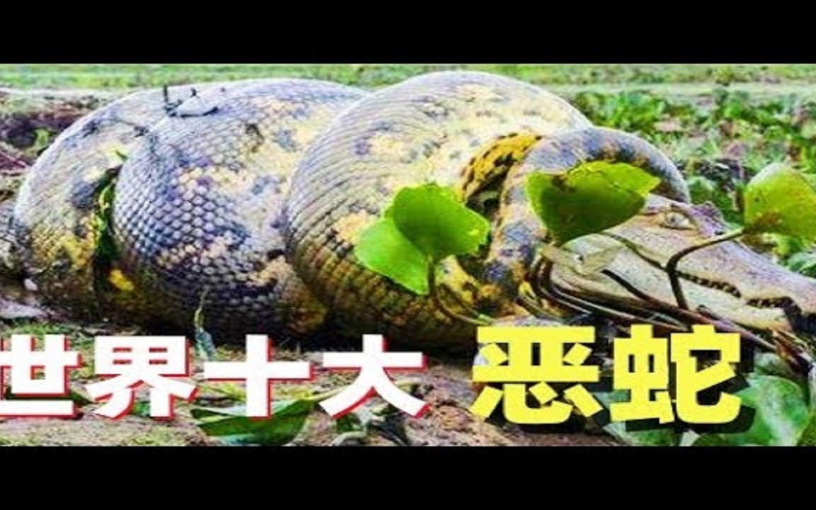 世界10大最恶毒的蛇,最厉害的一滴毒液能干掉1000人,一口能够咬死大象