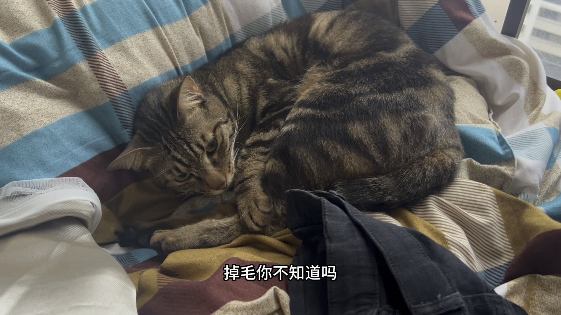 掉毛还喜欢睡主人被子,主人要打猫了