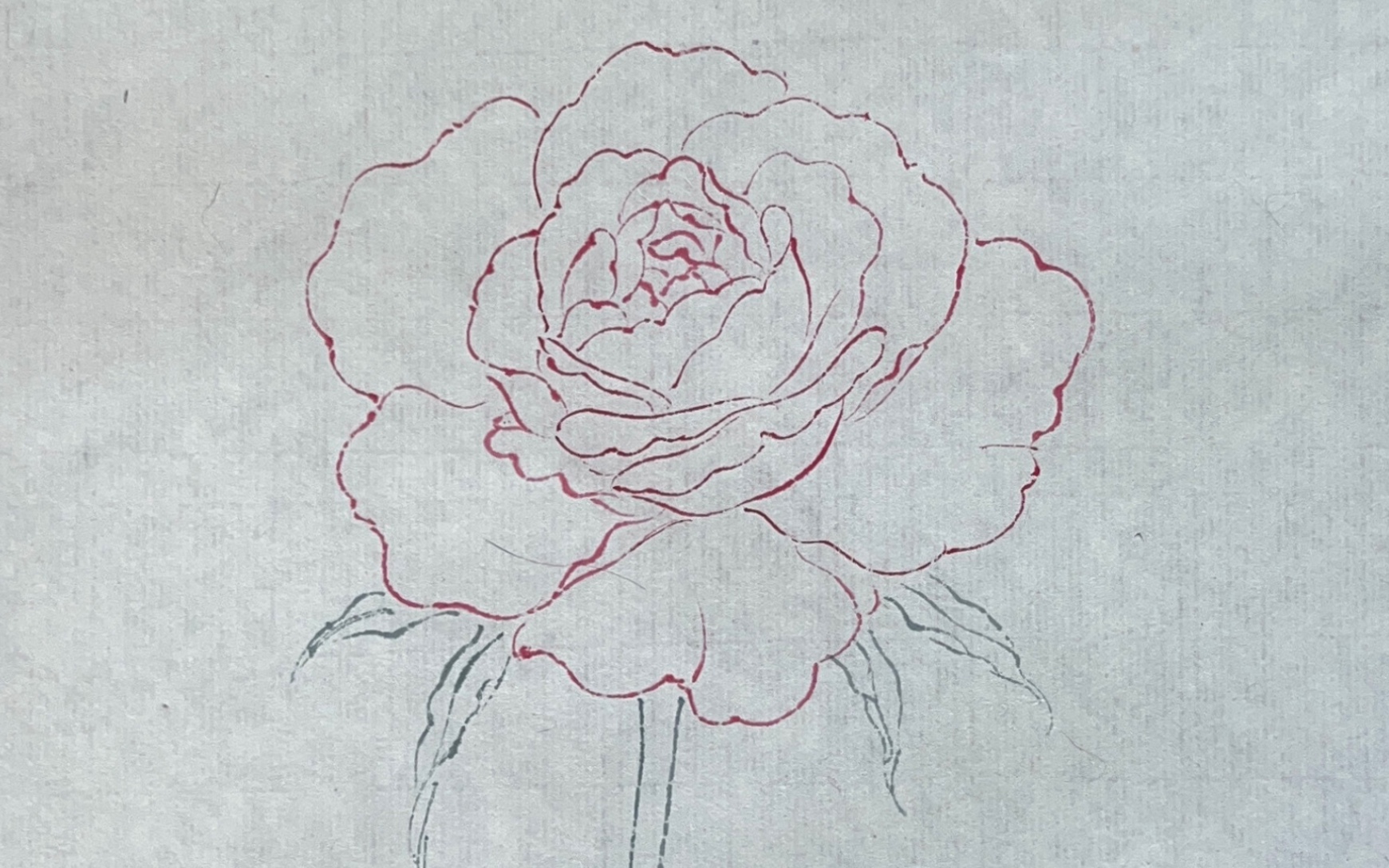 今天画用白描法画一支月季,这样就不会错过花季了95