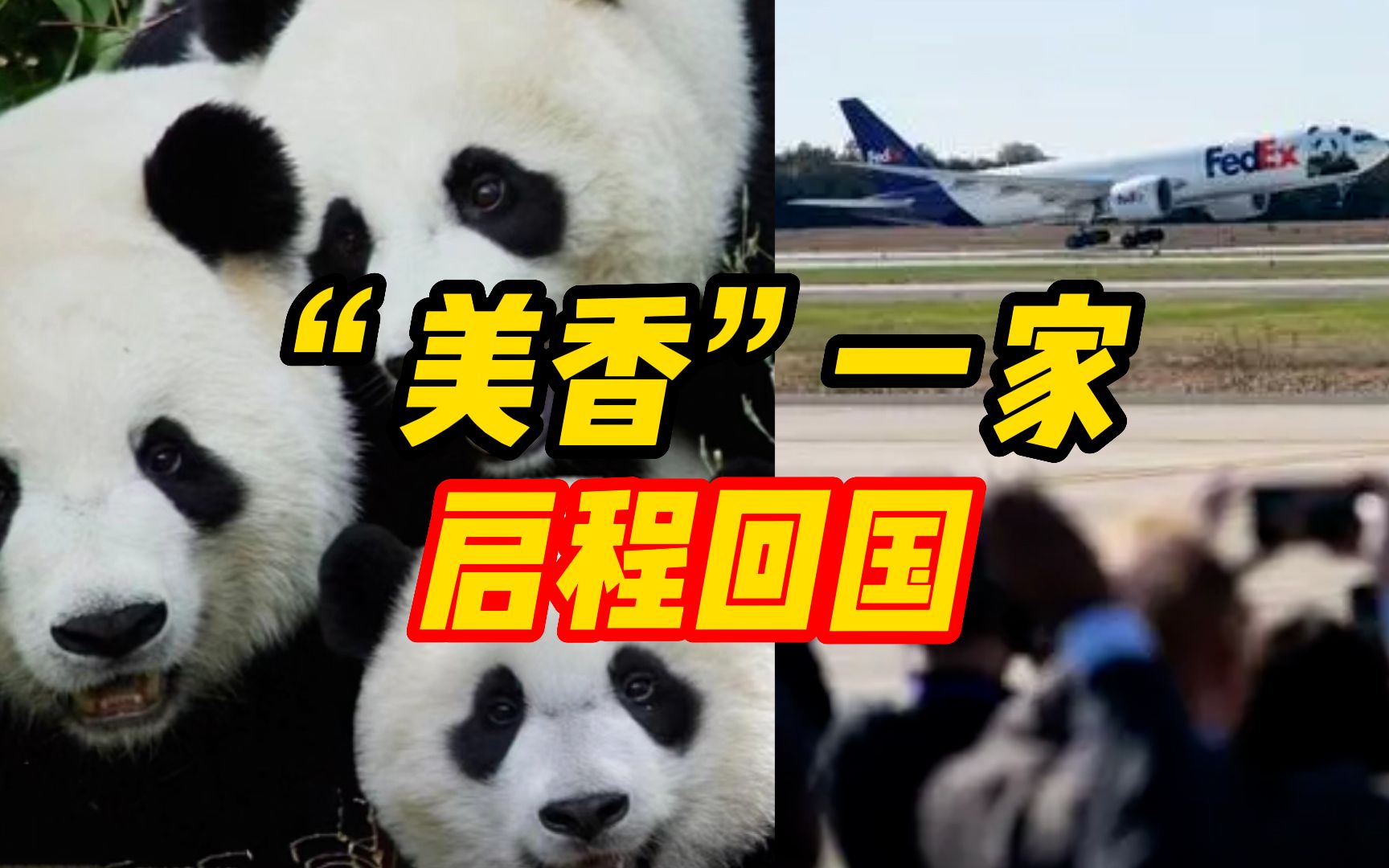 回家啦!旅美大熊猫"美香"一家三口启程回国