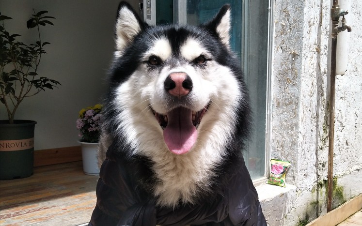 这里有一只萌小哈(//63//)