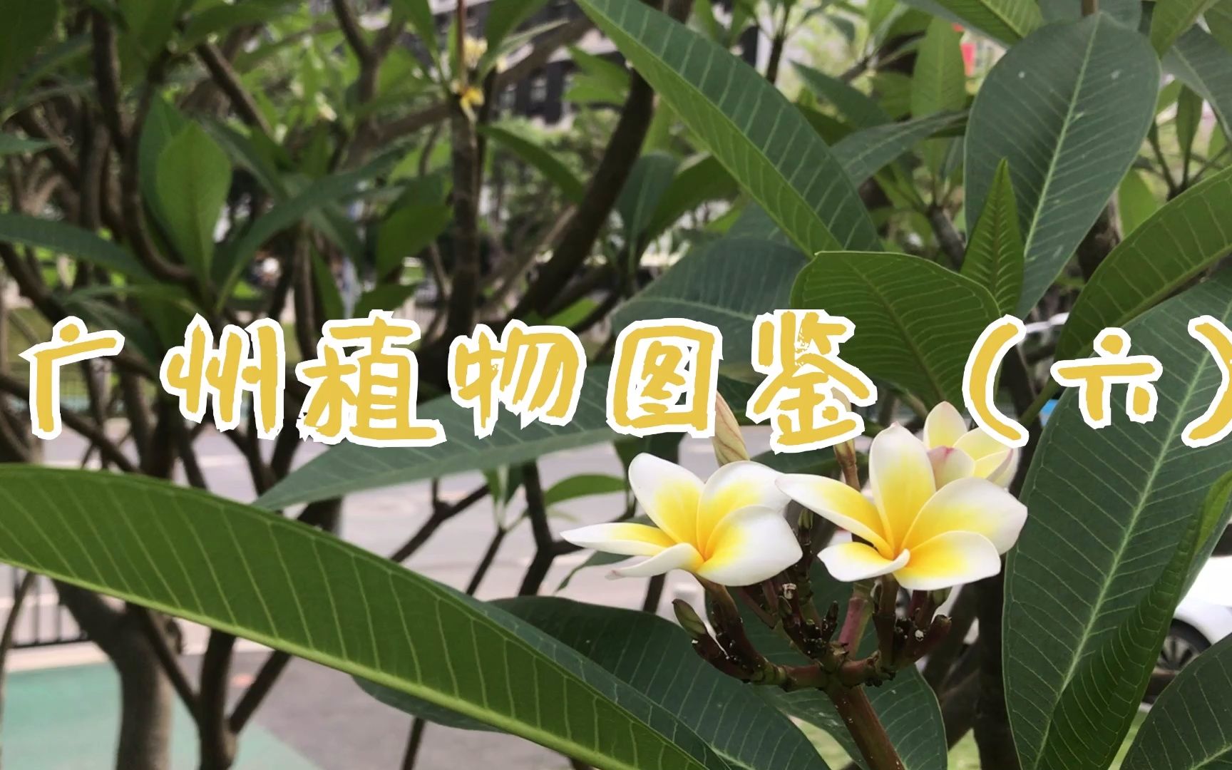 广州植物图鉴 —鸡蛋花哔哩哔哩bilibili