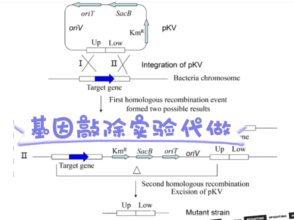 基因敲除实验代做哔哩哔哩bilibili