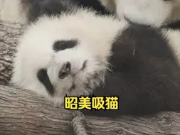 下载视频: 昭美狂吸自己的熊猫宝宝