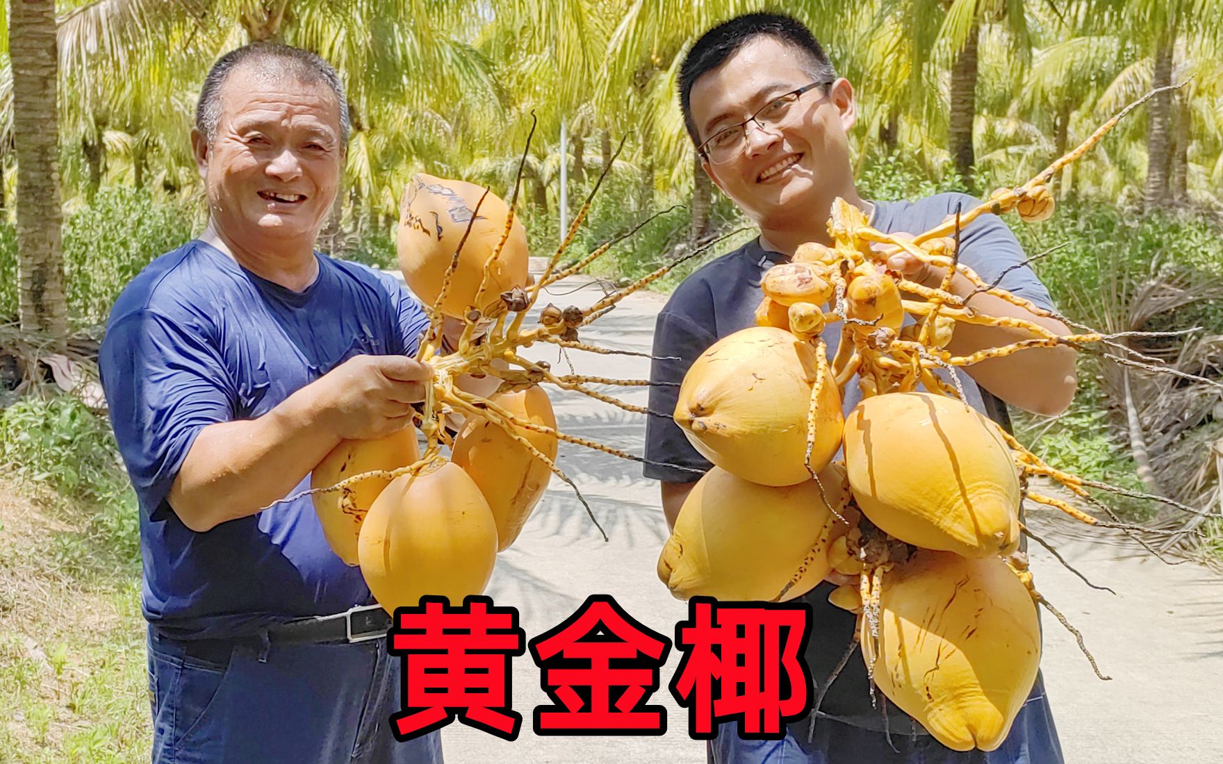 一望无际的黄金椰子,老爸阿胖山第一次见很兴奋,买30个尝尝鲜哔哩哔哩bilibili