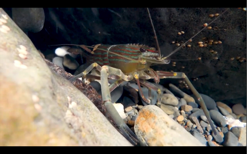 細額沼蝦(条纹沼虾:macrobrachium gracilirostre miers)被称为台湾最