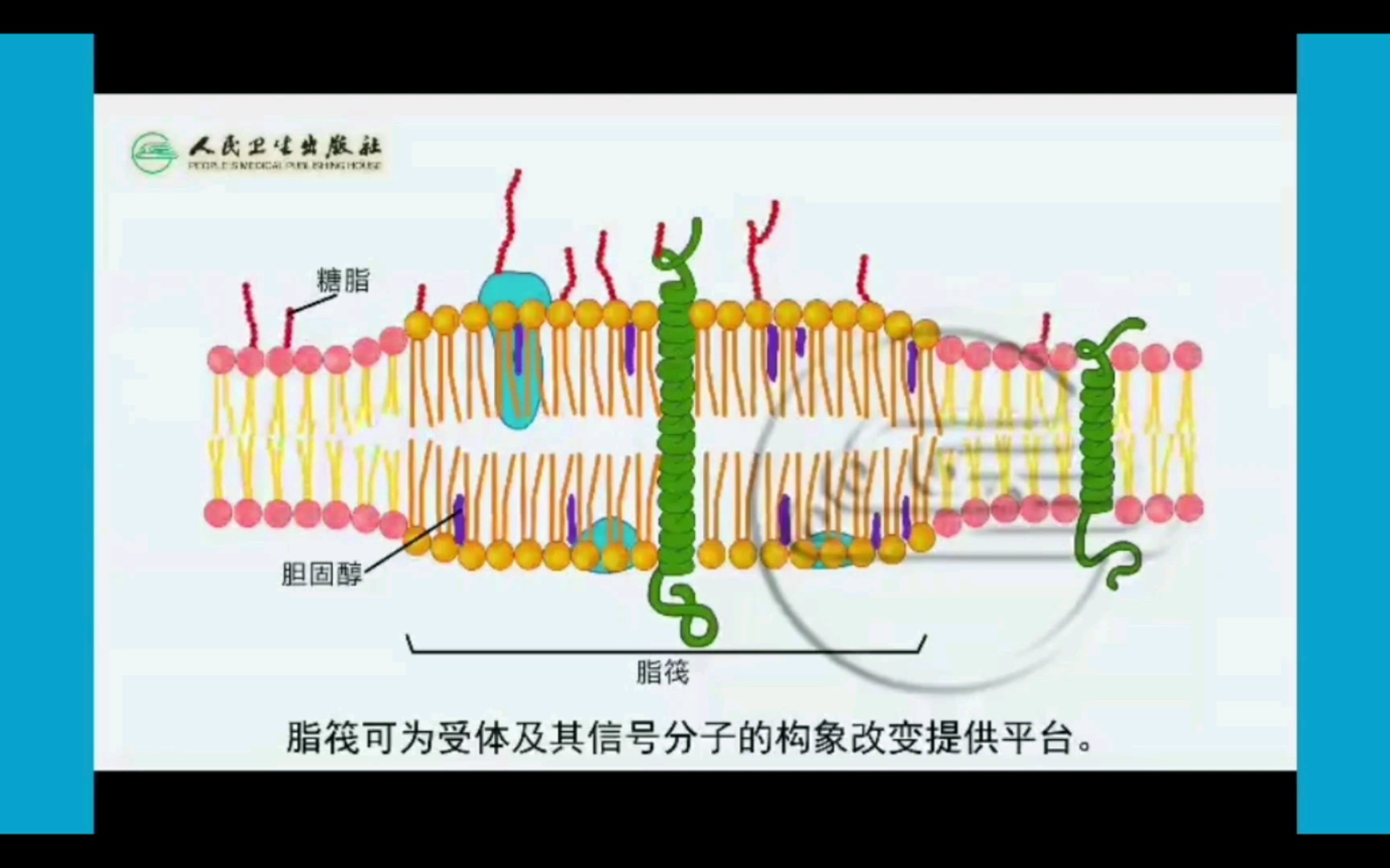 [图]【细胞生物学】脂筏