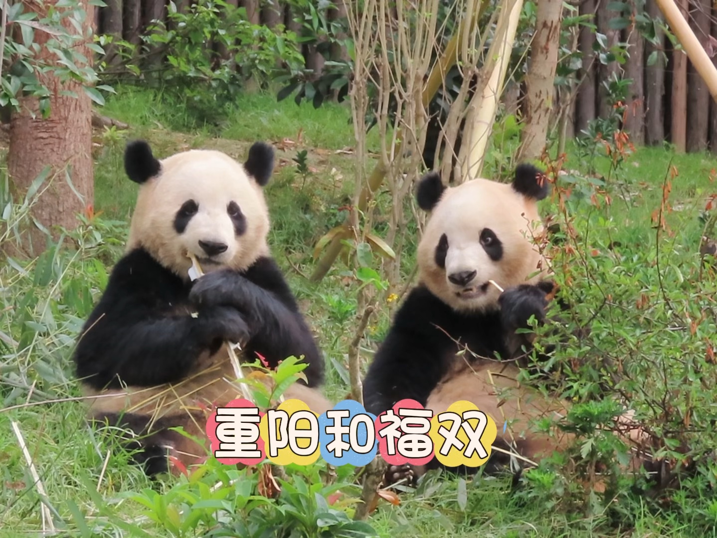 福双抢过重阳手中的竹子,一起炫竹,一起想念茱萸