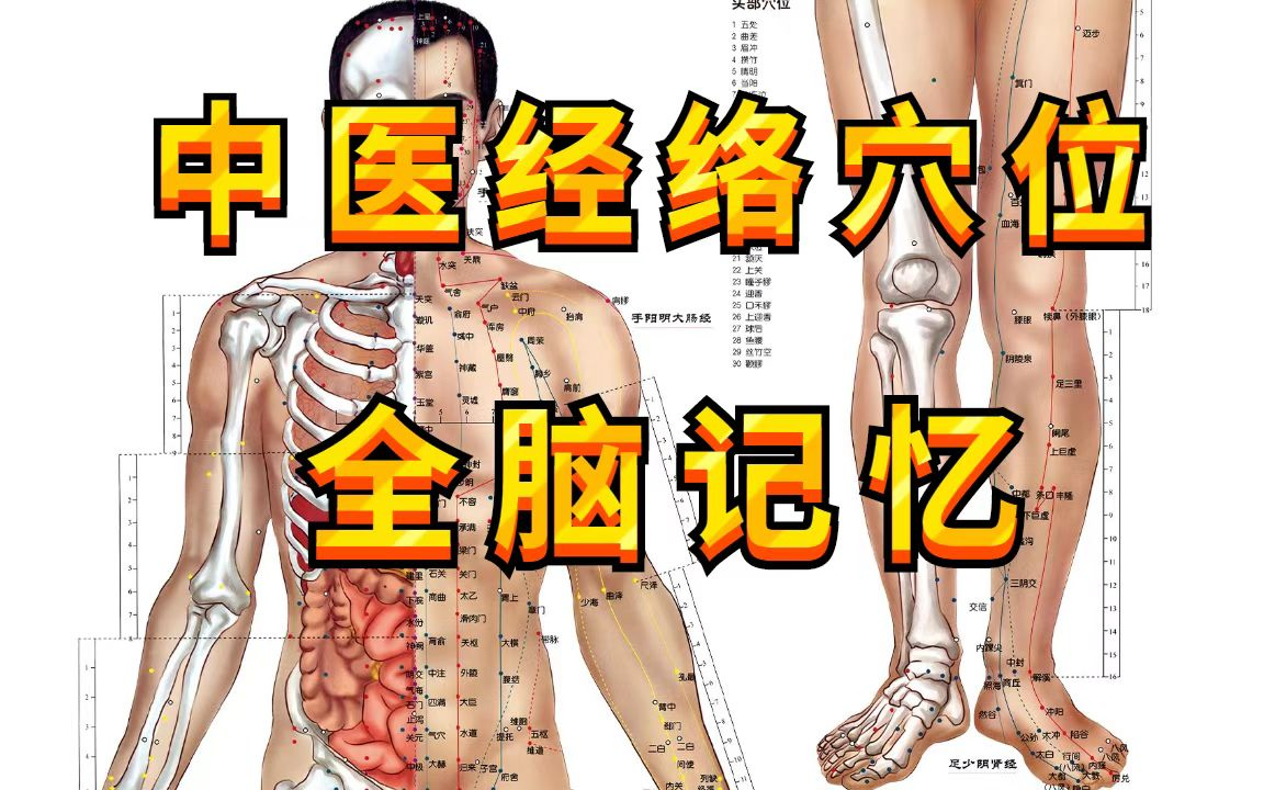 [图]中医经络穴位全脑速记十二正经，奇经八脉，考研必背针灸歌诀【中医考研】中医执业医师考生必备的高效记忆法经络腧穴学，怎样把针灸穴位归经40分钟都记住?