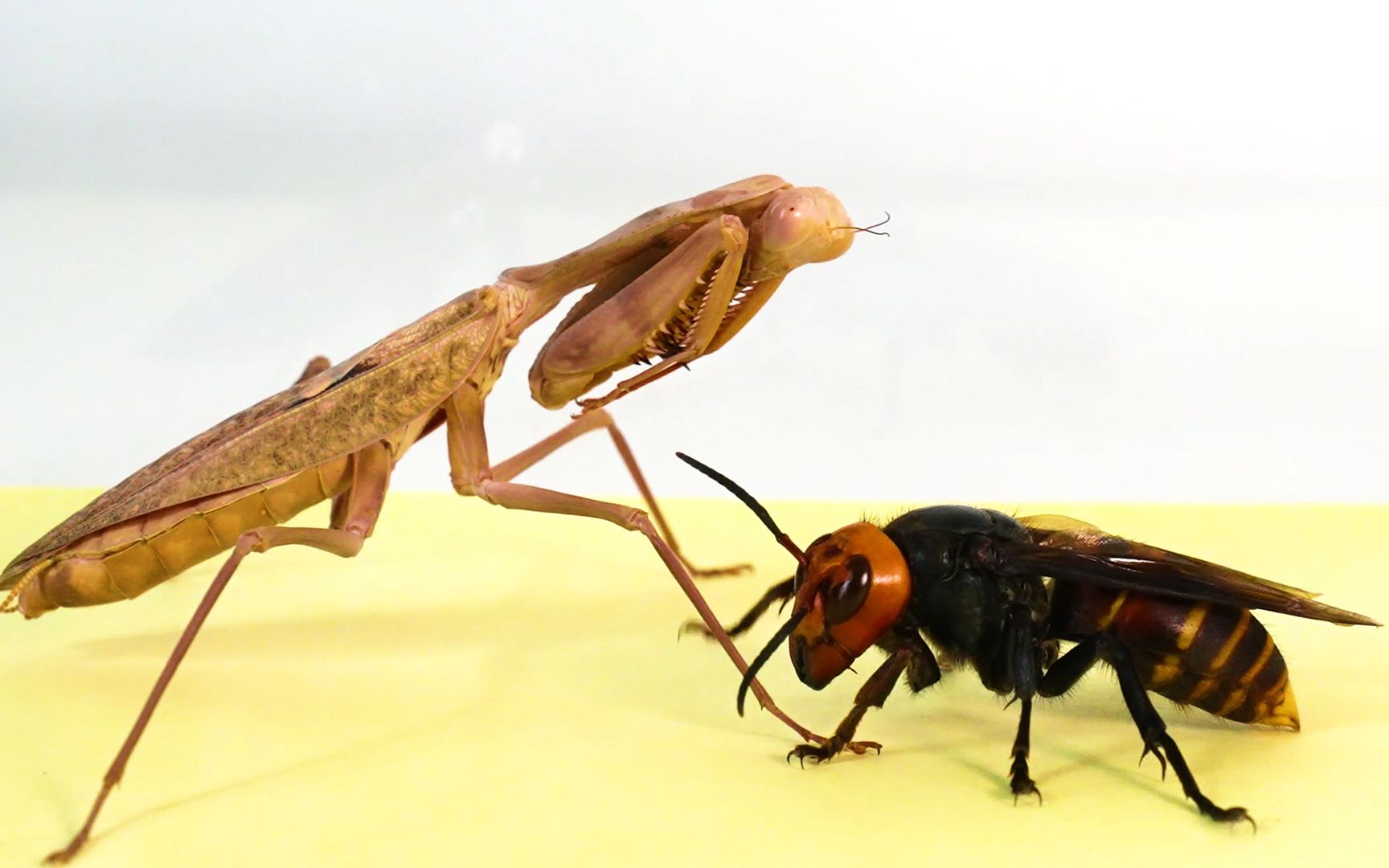 当一只饥饿的螳螂遇见大虎头蜂,会如何