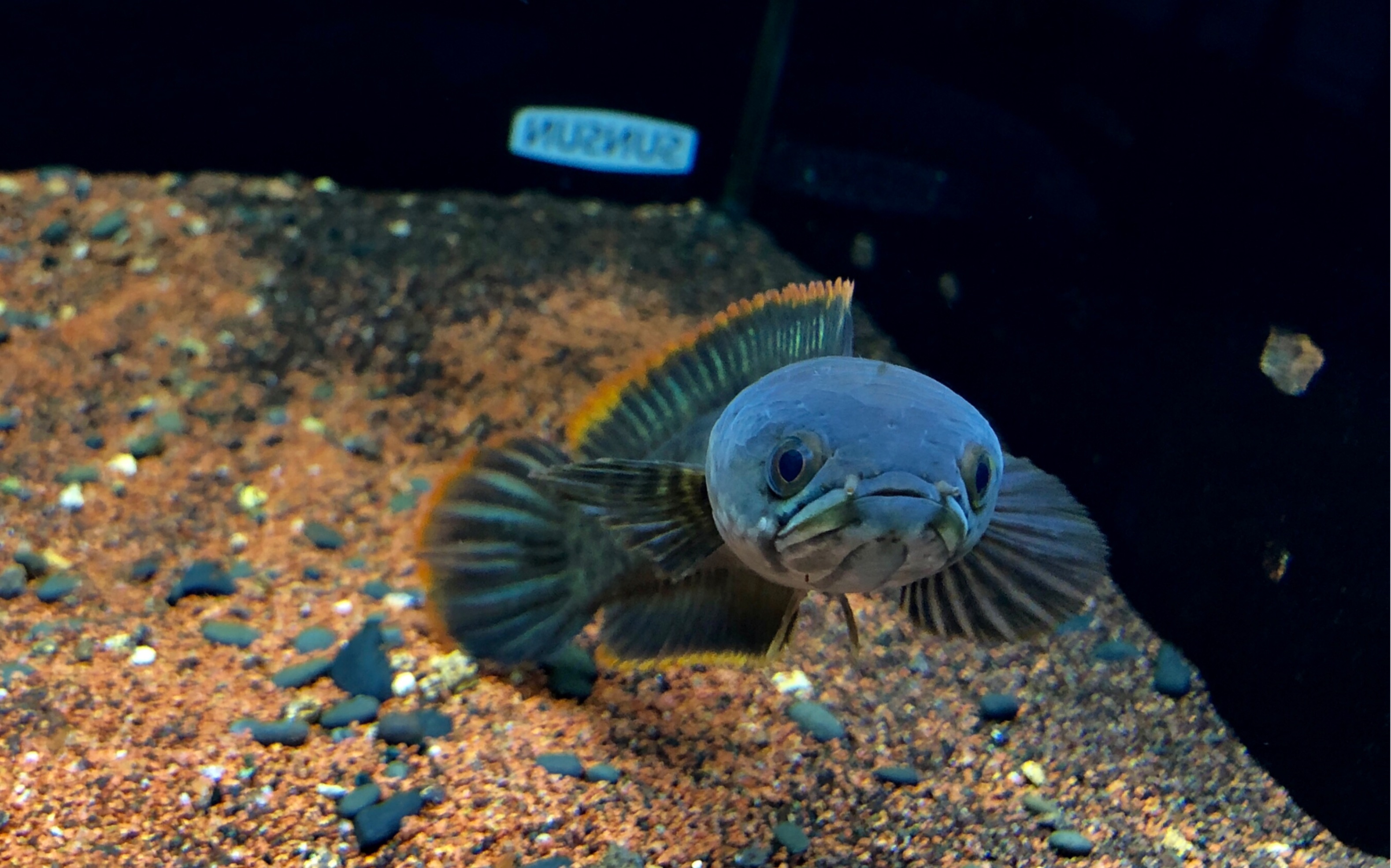 海南雷龙近距离鼓腮拍摄_哔哩哔哩_bilibili