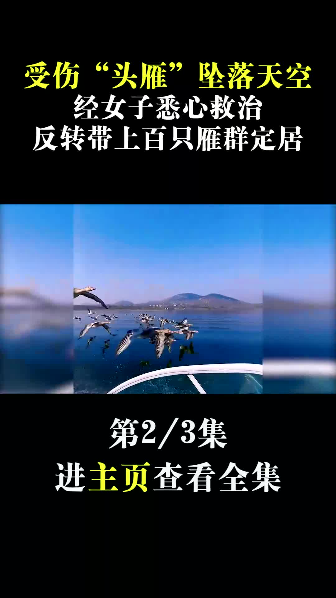 受伤“头雁”坠落天空,经女子悉心救治,反转般带上百只雁群定居哔哩哔哩bilibili