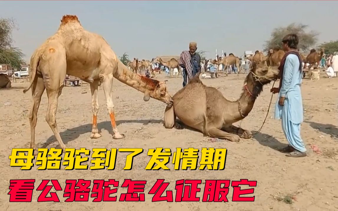 母骆驼进入特殊时期,看看公骆驼怎么征服它的?