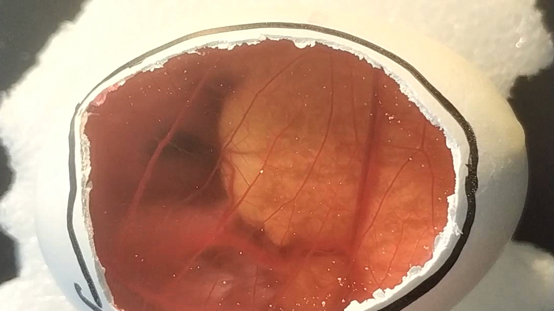 鸡胚绒毛尿囊膜实验camva用的鸡胚(第十四日龄)_哔哩哔哩 (゜-゜)つロ