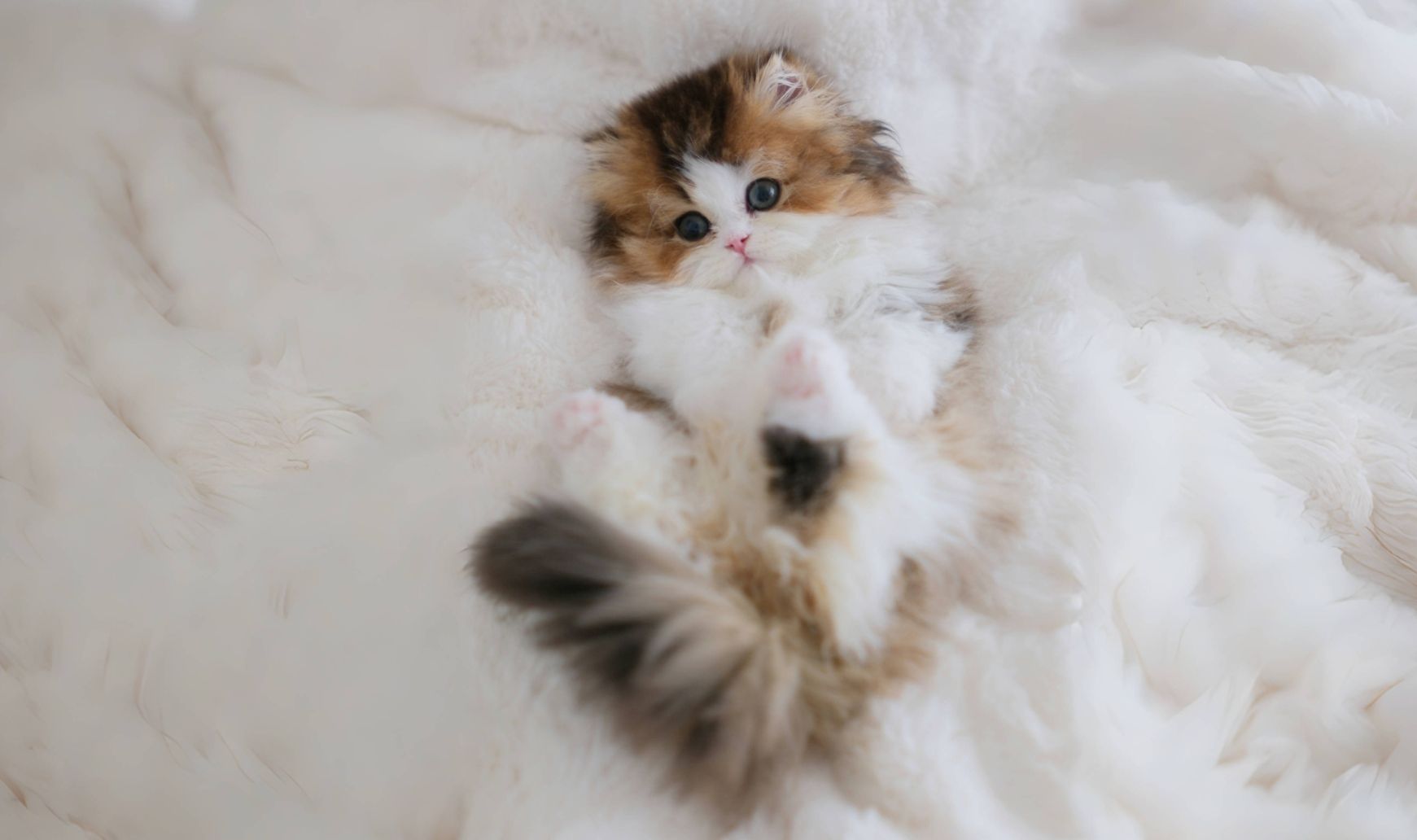 小奶猫第一次剪指甲,越剪越困竟然睡着了!