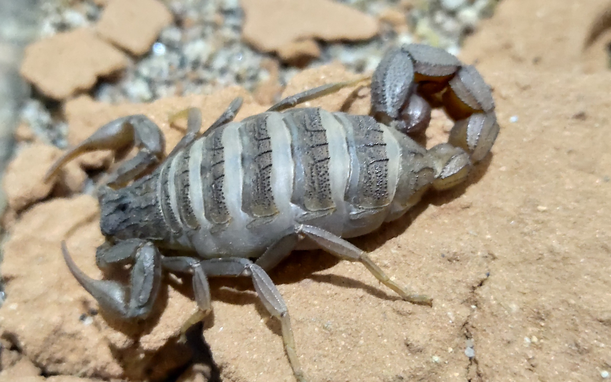 红鳄背蝎的一些饲养简单介绍