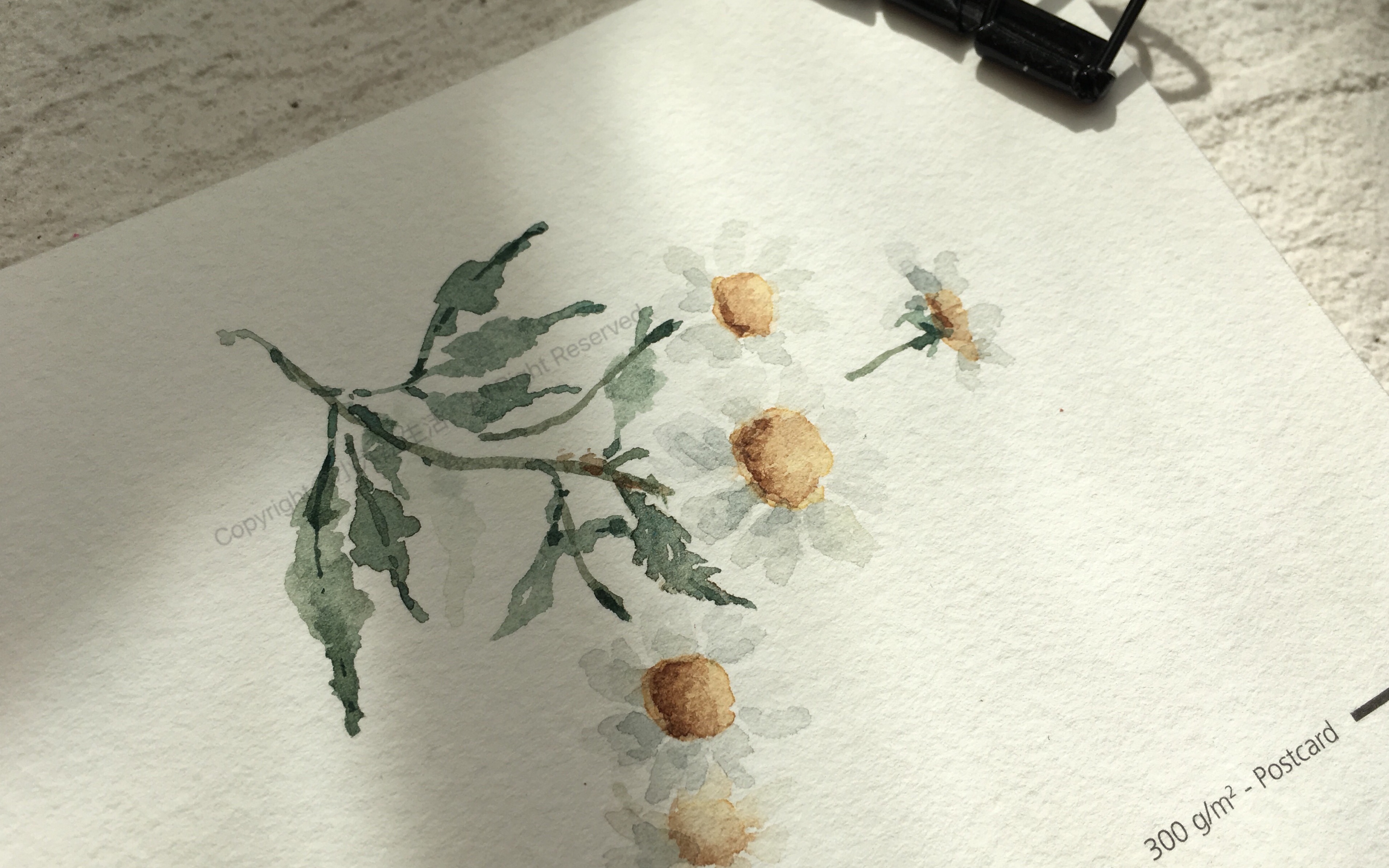 水彩植物花卉手绘洋甘菊细节教程零基础