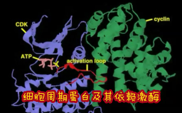 细胞周期蛋白及其依赖激酶 Cdkcyclin哔哩哔哩bilibili