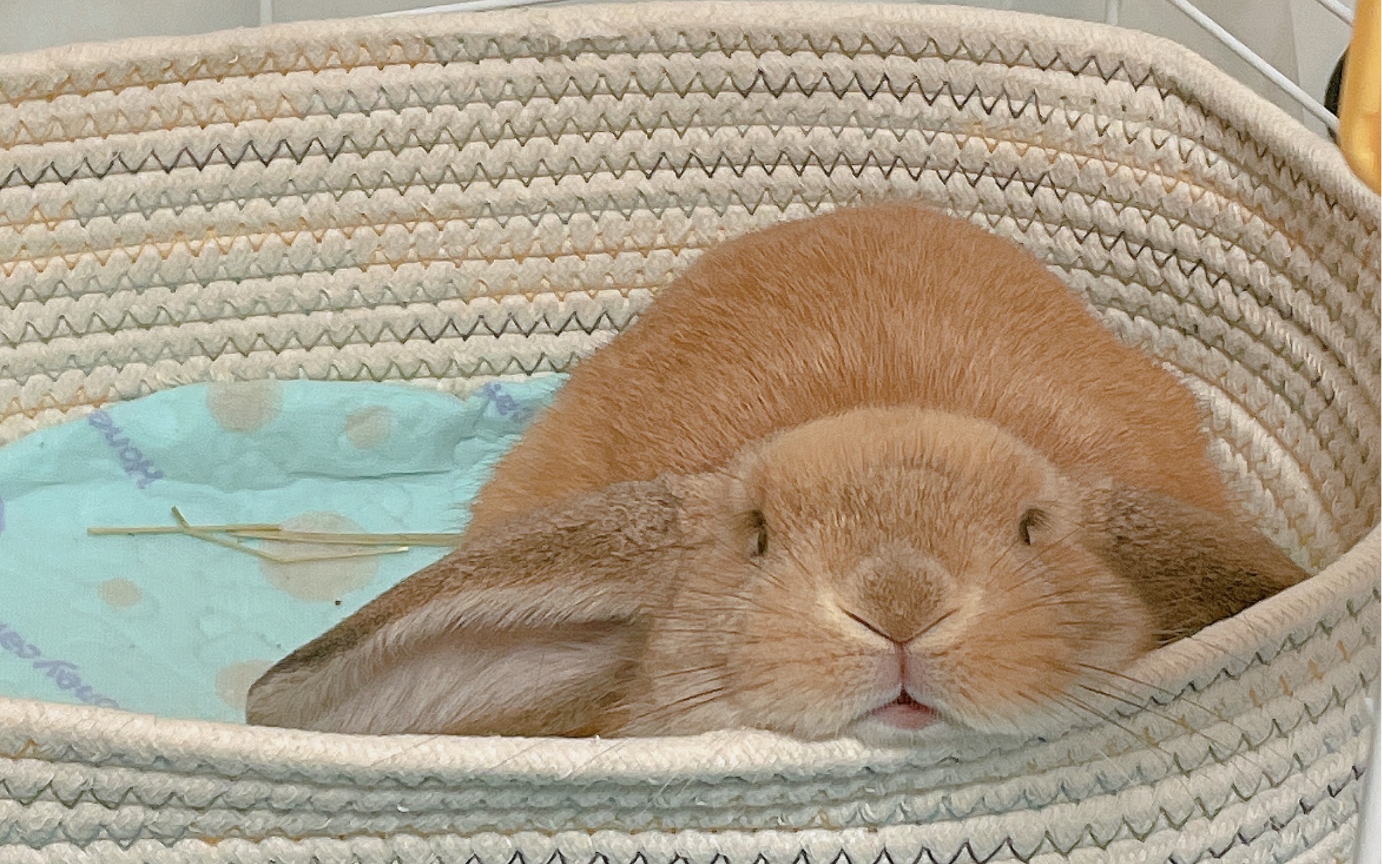 兔兔睡觉前的准备姿势!bunny flop