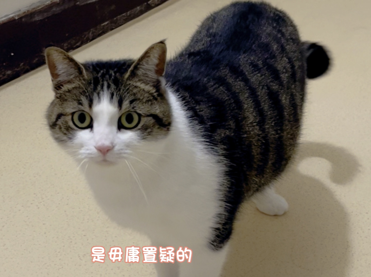 猫猫我只是一只长相清秀的田园小狸白啊~哔哩哔哩bilibili