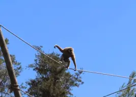 Скачать видео: 长臂猿飞檐走壁,跳跃力惊人，动作娴熟令人叹为观止！