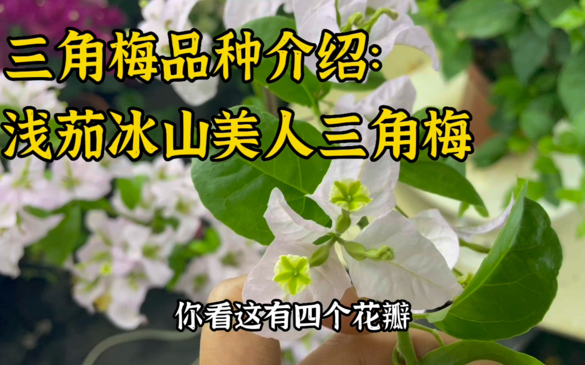 冰山美人三角梅浅茄三角梅