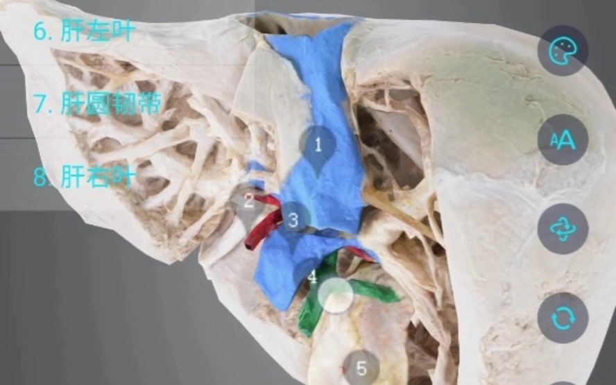 【医维度app】系统解剖学——肝脏、胰腺哔哩哔哩bilibili