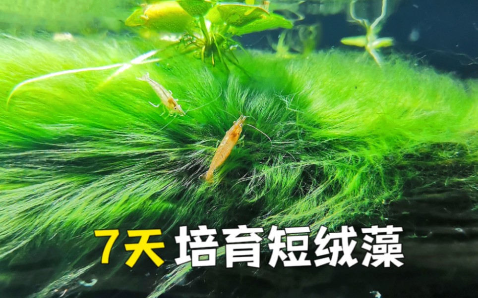 教你7天培育短绒藻