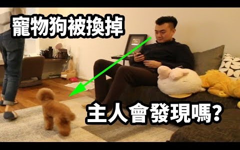 【人类观察计划】如果把家里的狗狗换成另一只,主人会发现吗?「老高与小茉」哔哩哔哩bilibili