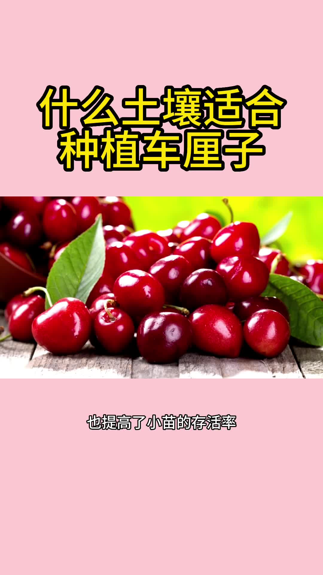 车厘子树土壤环境和播种时间的需求哔哩哔哩bilibili