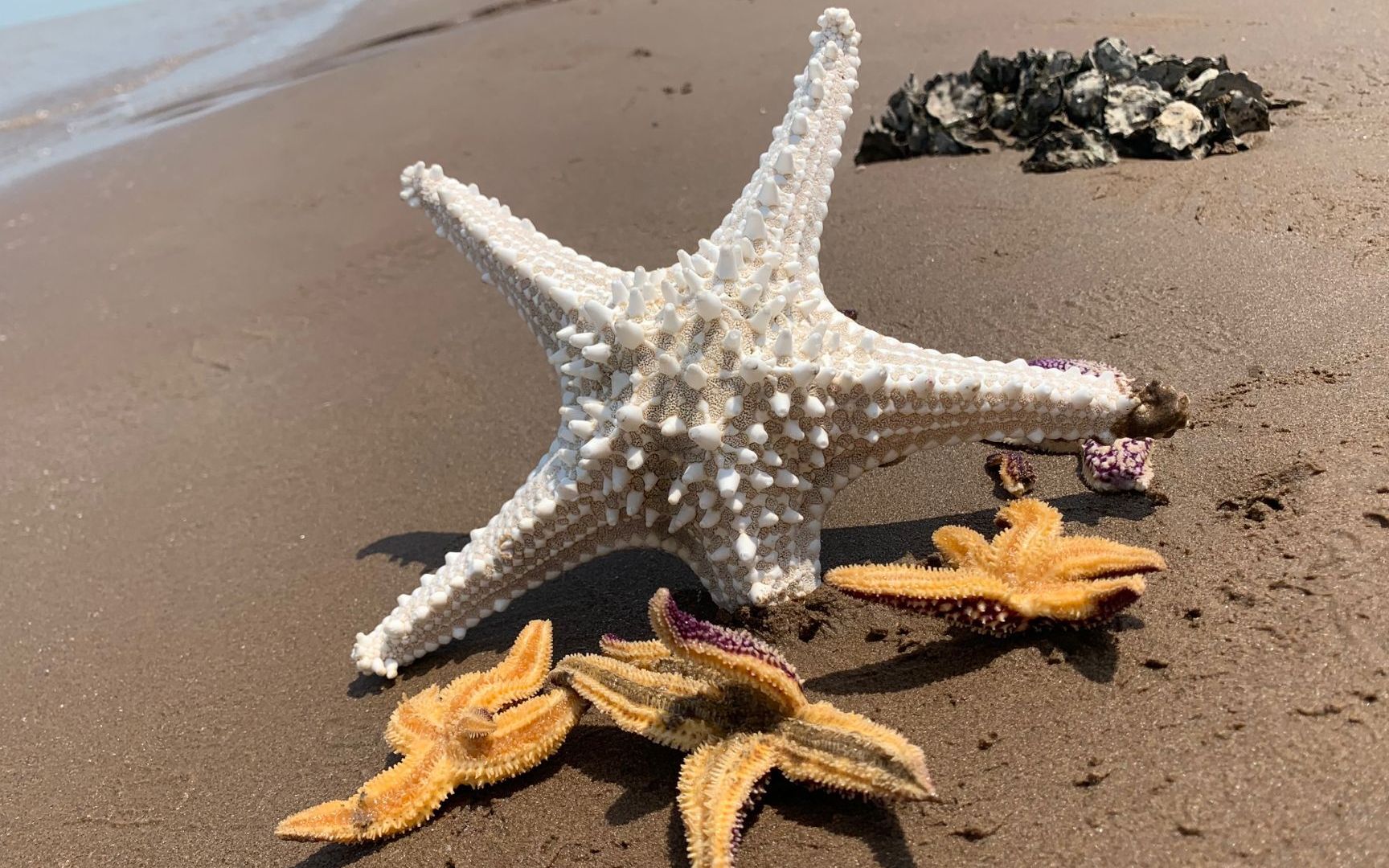 小伙儿赶海意外捡到霸王海星,几亿只海星中才有一只,运气太好了_哔哩