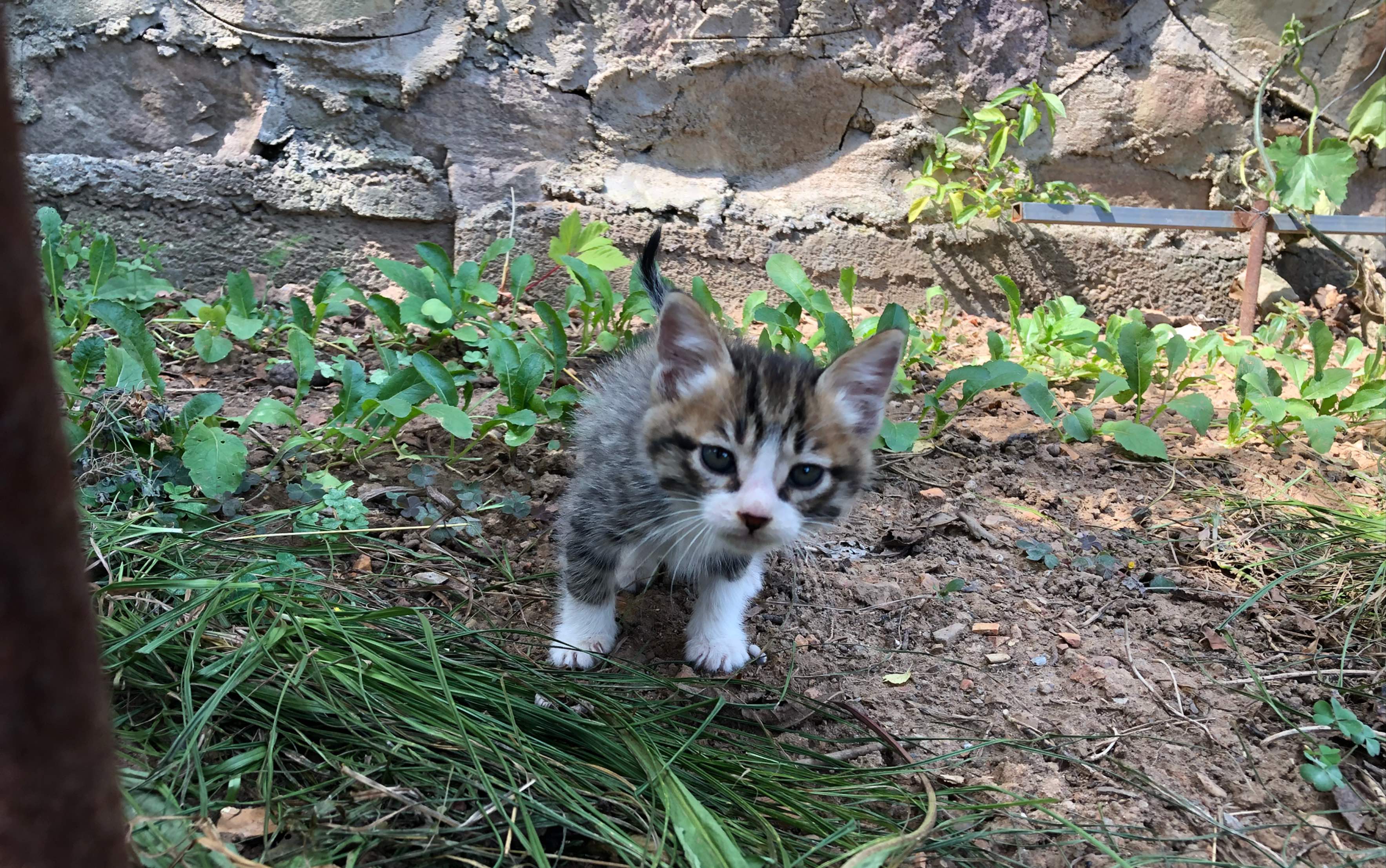 一个月炸毛奶猫