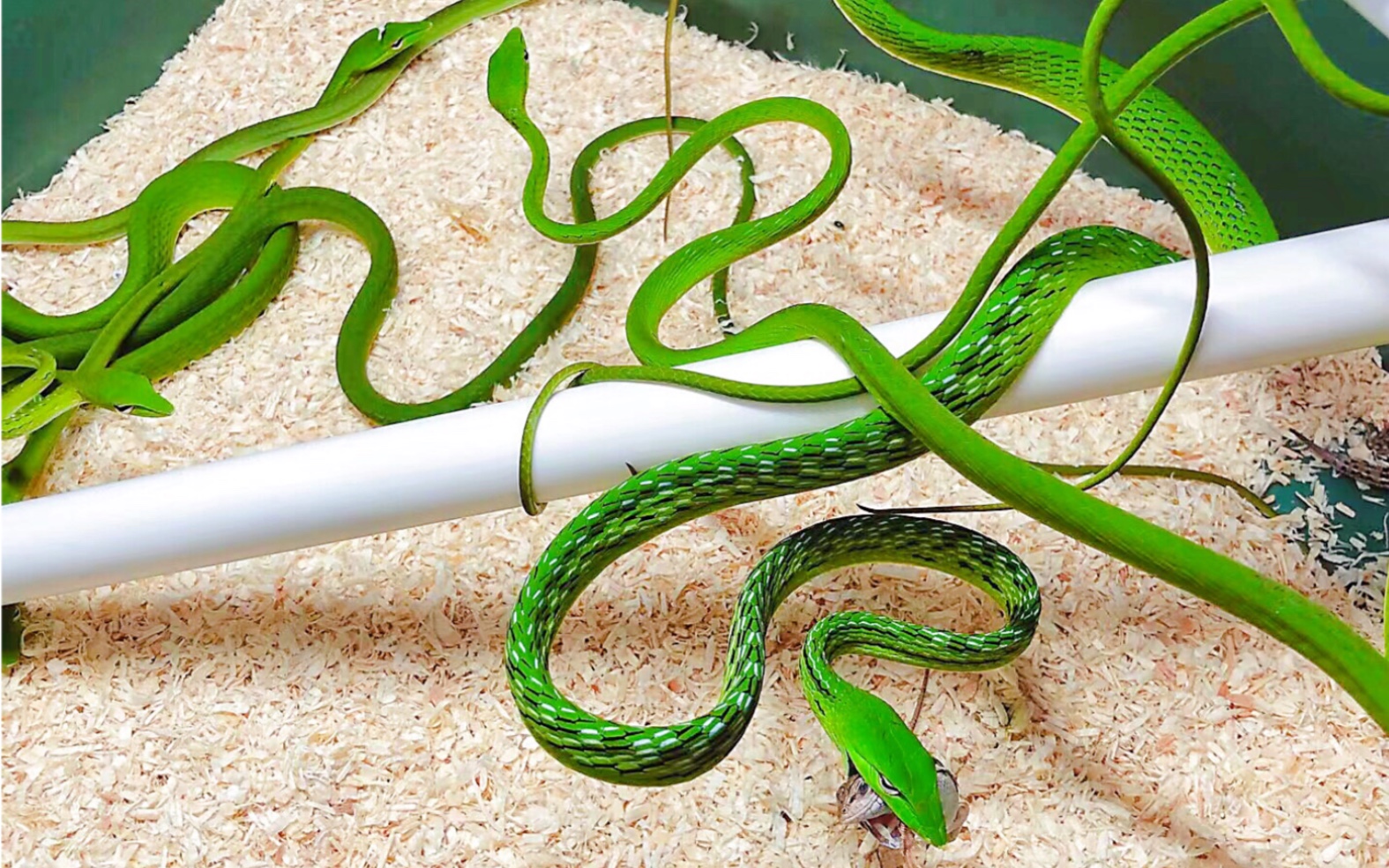 活动  绿瘦蛇