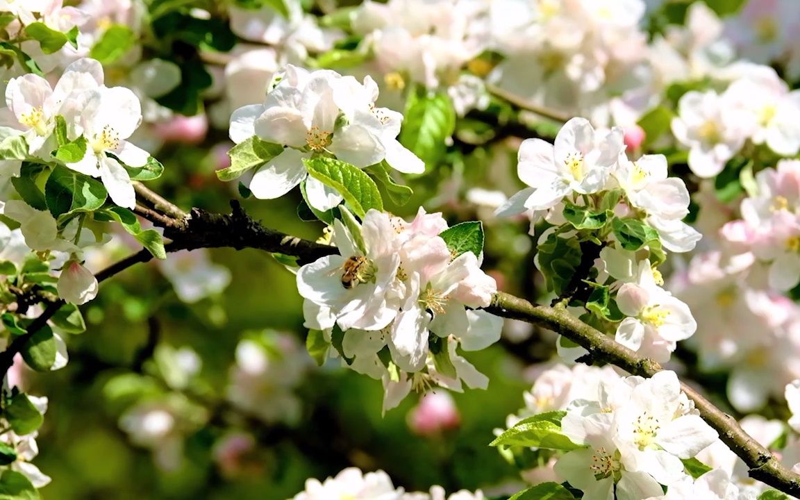 [图]春暖花开视频素材分享