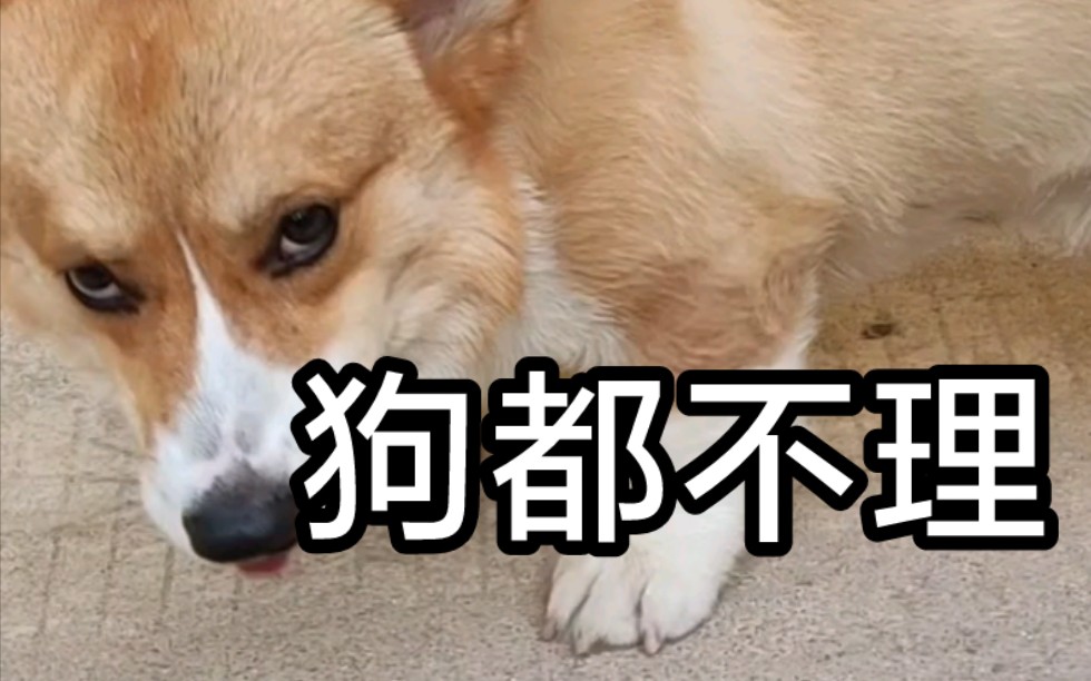 虚拟主播线下?狗都不理