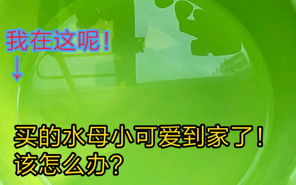 !?你的水母小可爱到家了?快来看看该怎么养好的第一步哔哩哔哩bilibili