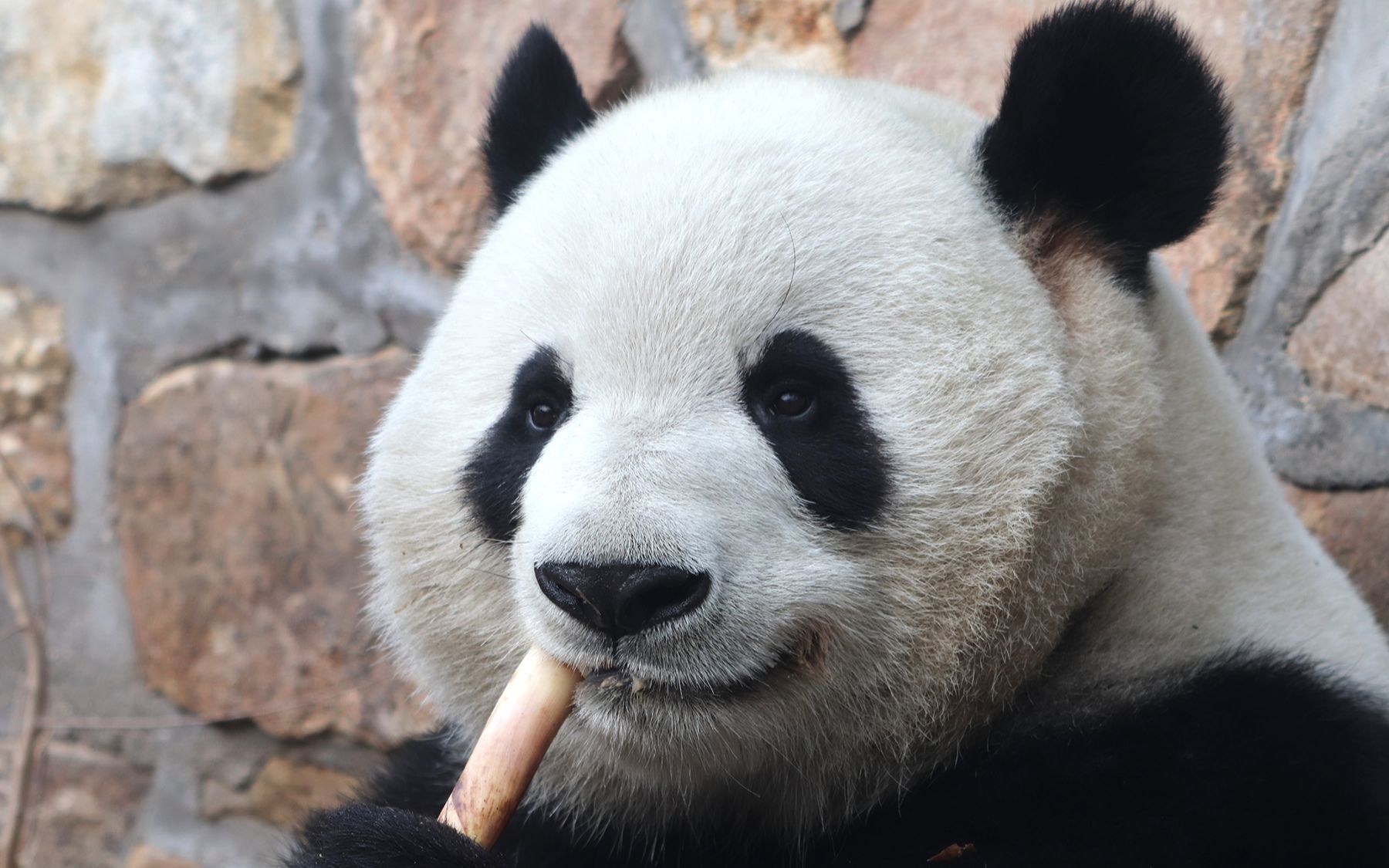 大熊猫萌兰像个大公仔一样吃笋笋库存20200107