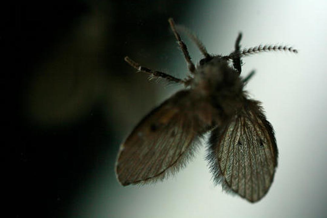 卫生间有很多小飞虫,有什么妙招可以解决呢?_哔哩哔哩_bilibili