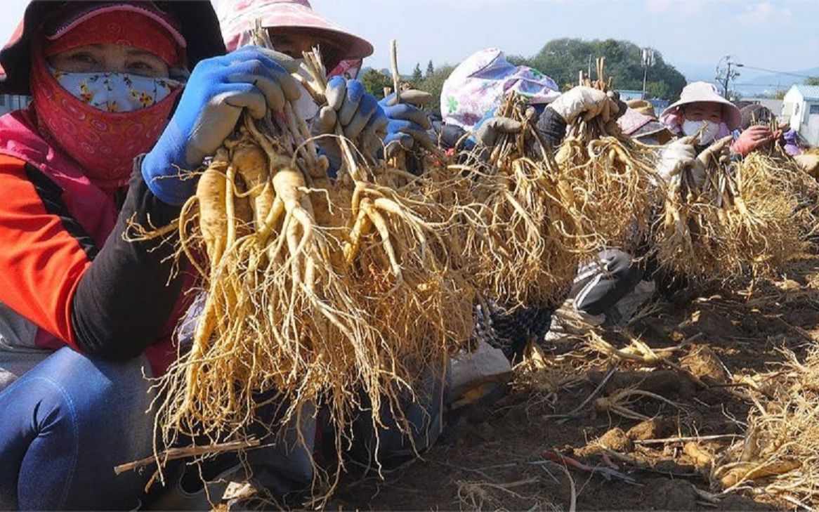 吉林小伙回乡种人参,滞销后加工成人参粉,出口韩国,月赚50万_哔哩哔哩