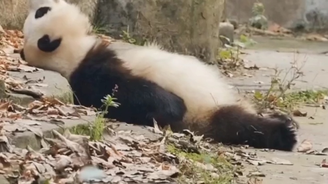 [图]正经中国功夫熊猫，谁敢不服