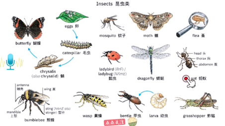 如何用英语准确表达各种昆虫?建议收藏哔哩哔哩bilibili