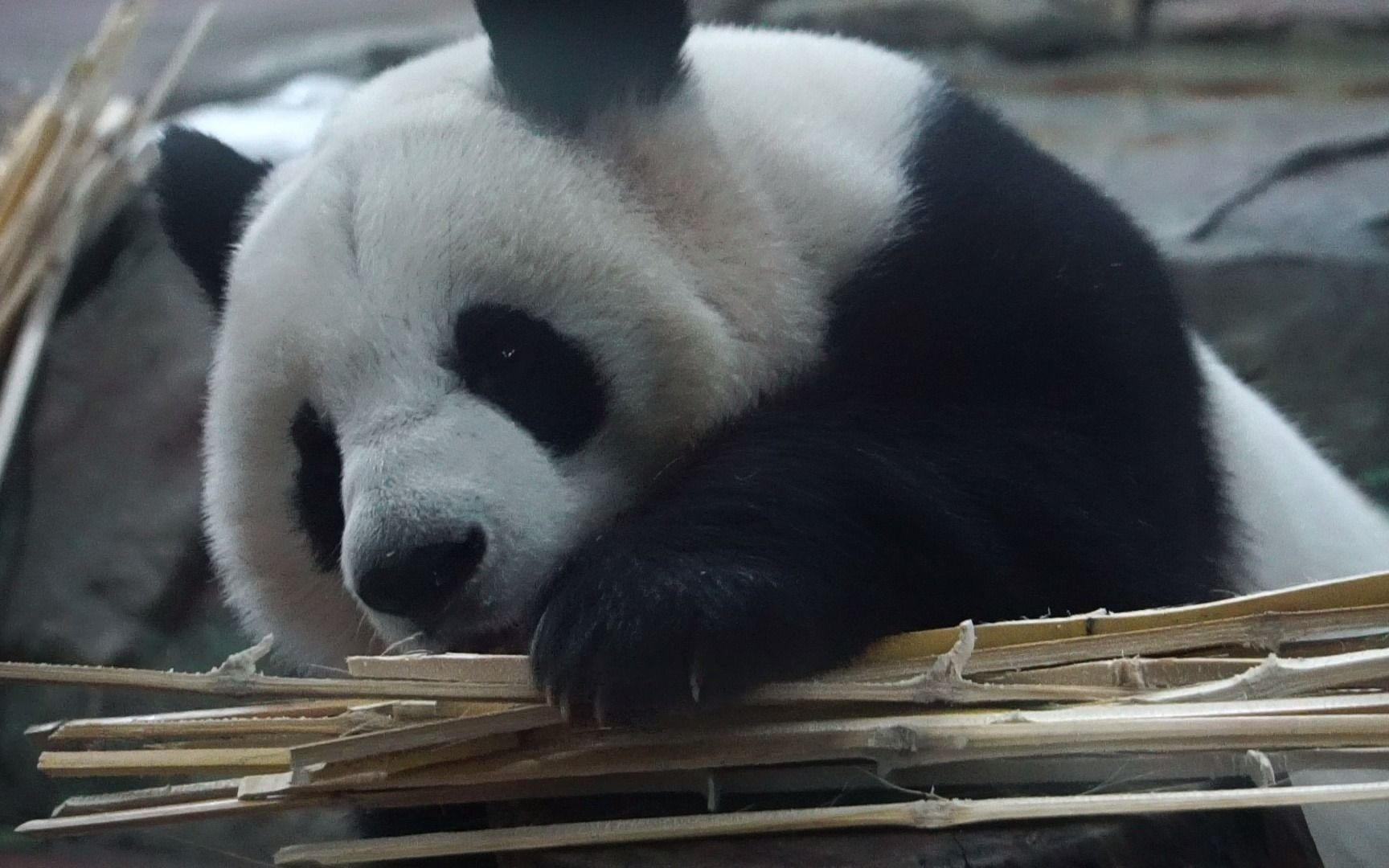 【大熊猫雅一】吃着吃着拿竹竿戳胖脑袋_哔哩哔哩 (゜-゜)つロ 干杯